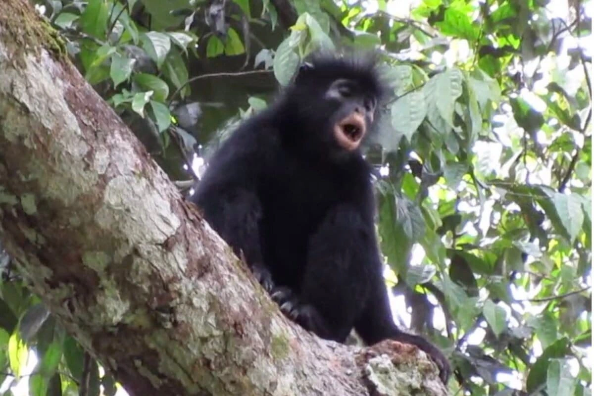 Tras años de expediciones, científicos confirmaron la existencia de un nuevo mono del Congo conocido localmente como likweli.webp